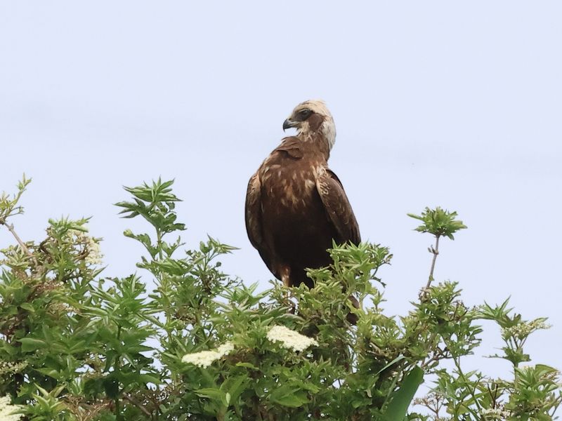 MarshHarrier_826A2577_1920.JPG