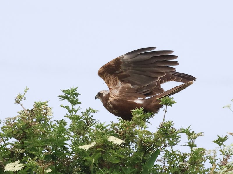 MarshHarrier_826A2613_1920.JPG