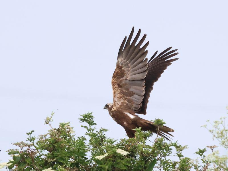 MarshHarrier_826A2615_1920.JPG