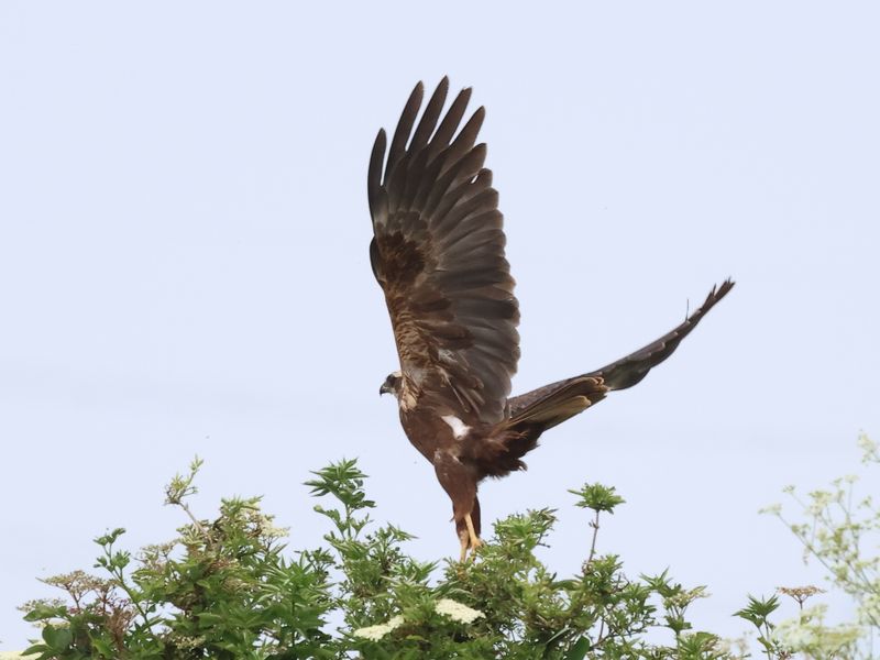 MarshHarrier_826A2616_1920.JPG