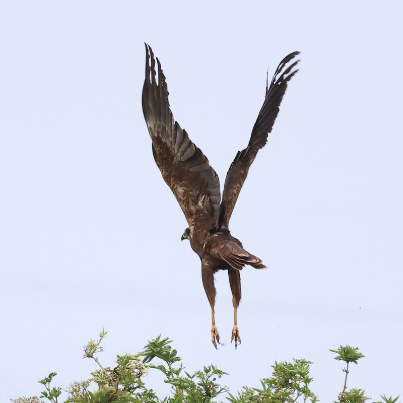 MarshHarrier_826A2619_1920.JPG