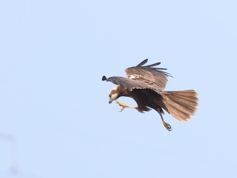 Marsh Harrier