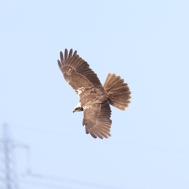 MarshHarrier_826A3021_1920.JPG