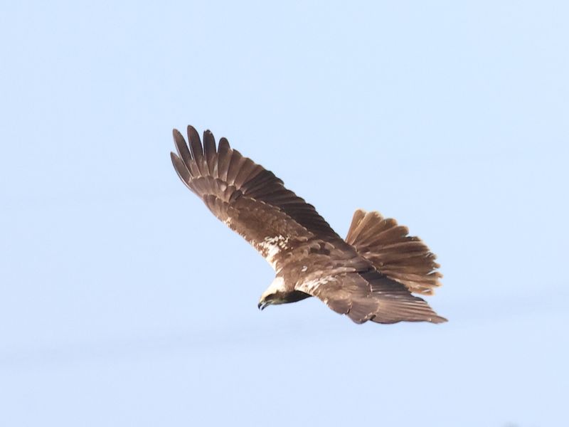MarshHarrier_826A3024_1920.JPG