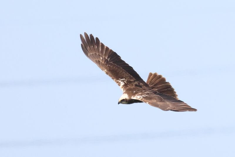 MarshHarrier_826A3027_1920.JPG