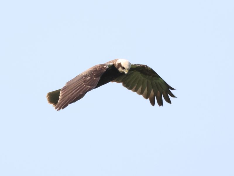 MarshHarrier_826A3043_1920.JPG