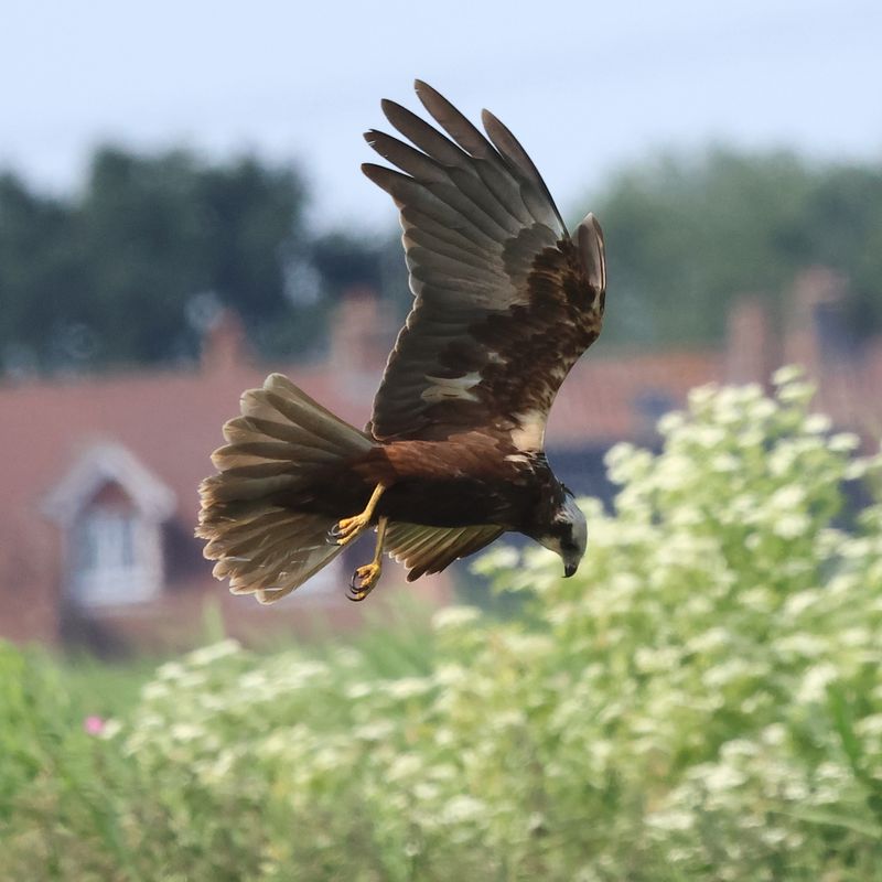 MarshHarrier_826A3060_1920.JPG