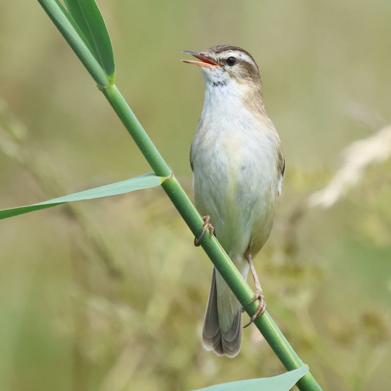SedgeWarbler_826A2280_1920.JPG