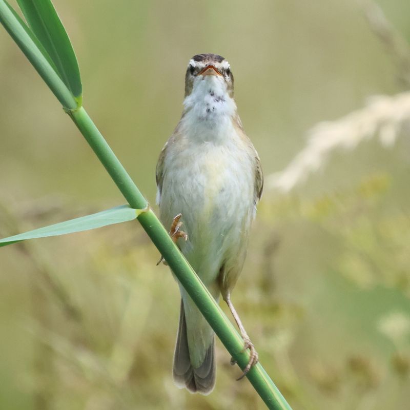 SedgeWarbler_826A2281_1920.JPG