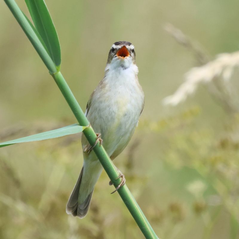 SedgeWarbler_826A2283_1920.JPG