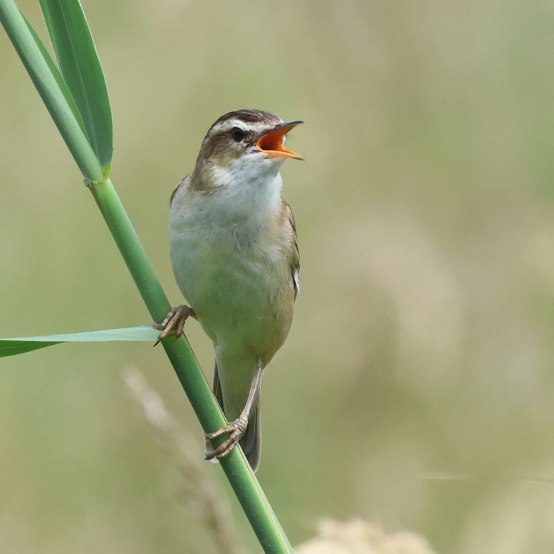 SedgeWarbler_826A2294_1920.JPG