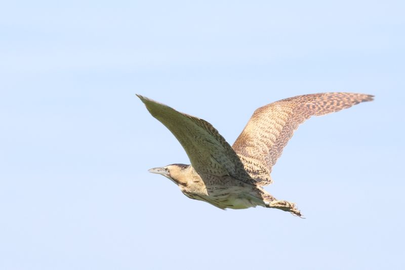 Bittern fly past