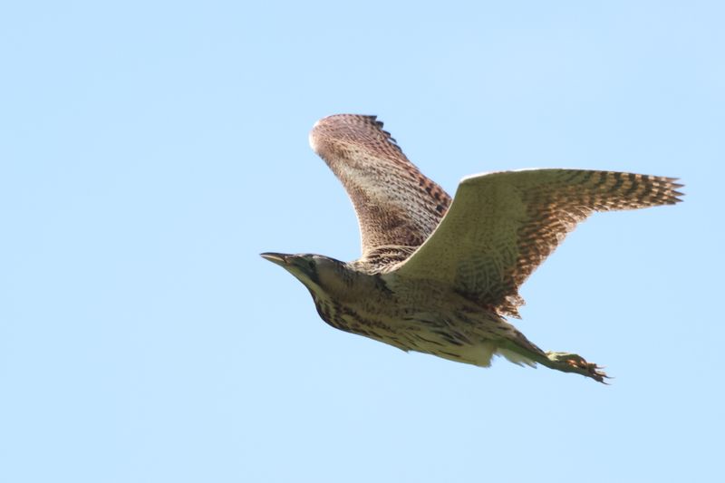 Bittern_826A3235_1920.JPG