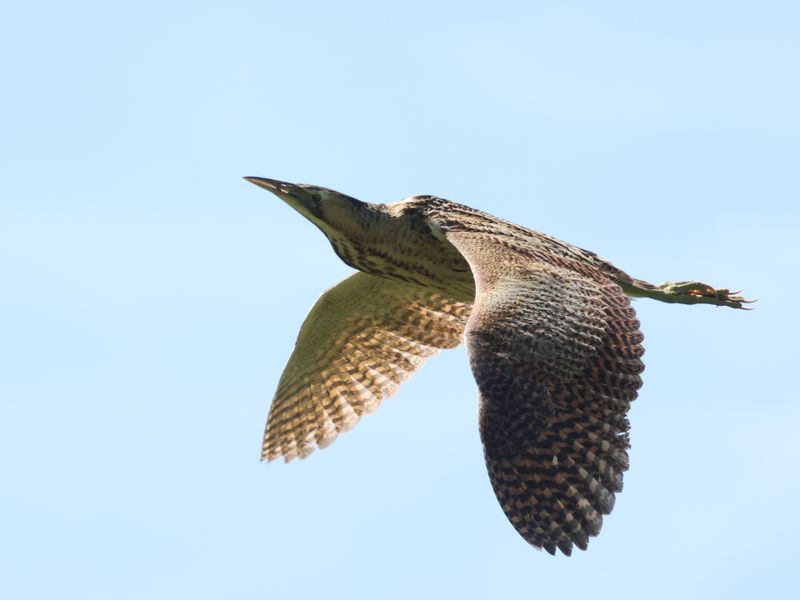 Bittern_826A3242_1920.JPG