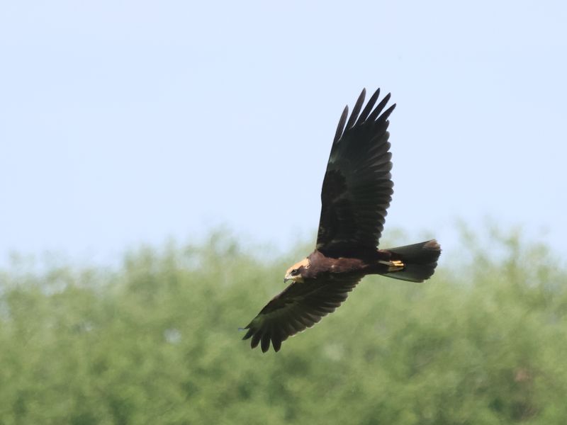 Marsh Harrier