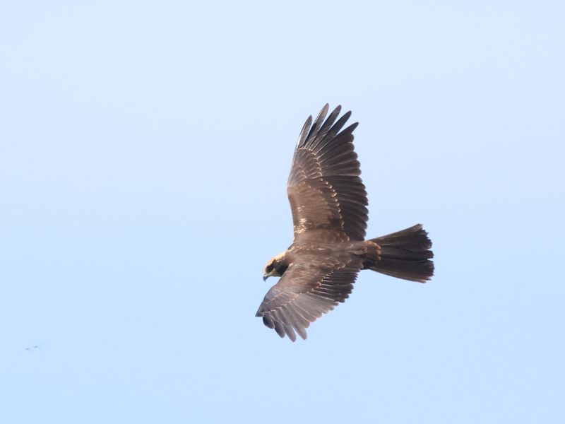 MarshHarrier_826A3329_1920.JPG