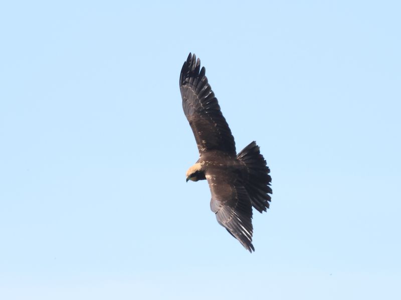 MarshHarrier_826A3346_1920.JPG