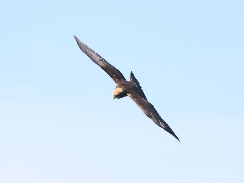 MarshHarrier_826A3353_1920.JPG