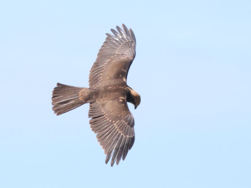MarshHarrier_826A3364_1920.JPG