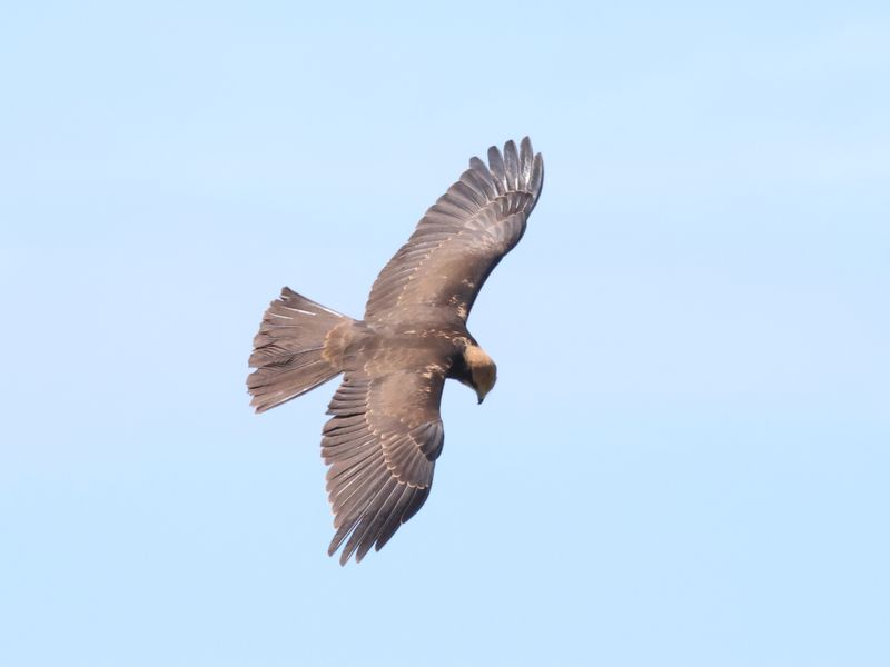 MarshHarrier_826A3366_1920.JPG