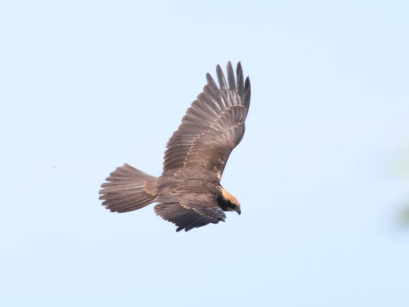 29th June 2024 - Lakenheath Fen
