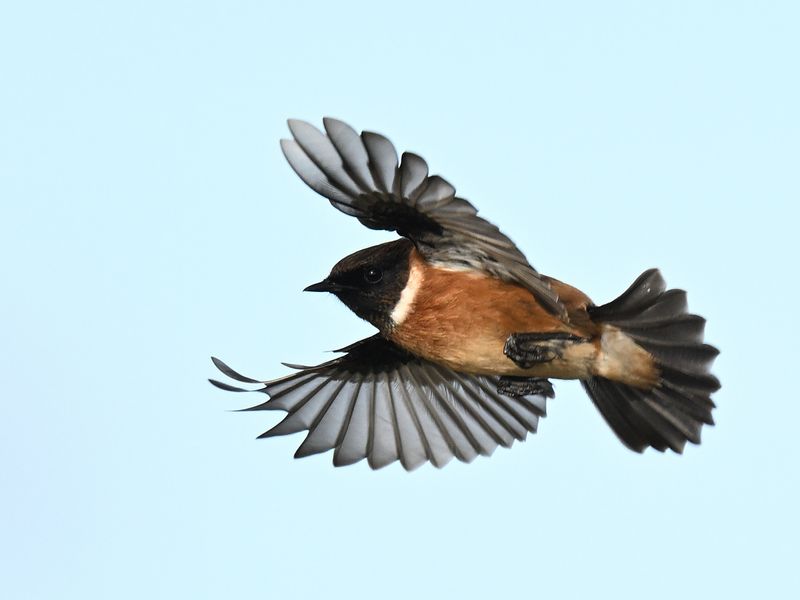 Stonechat in flight