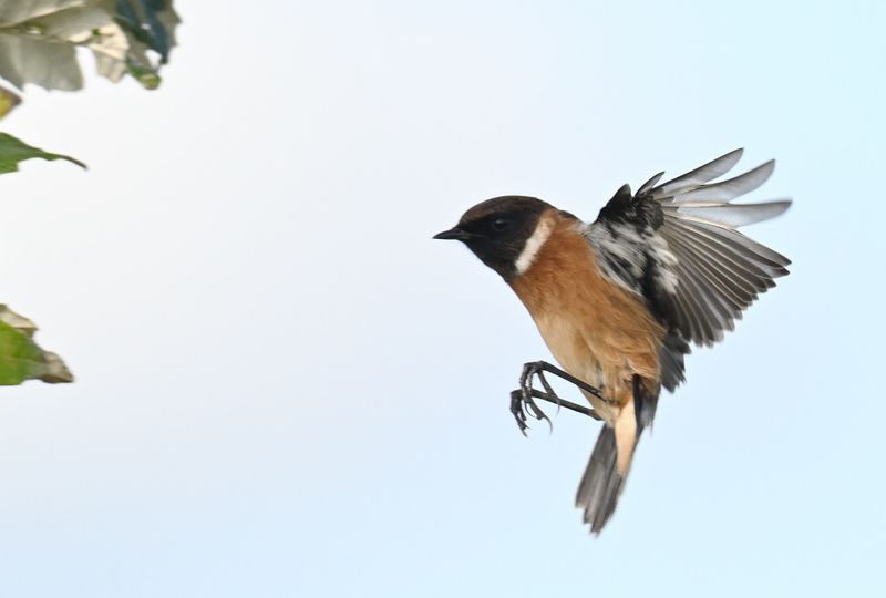 Stonechat landing