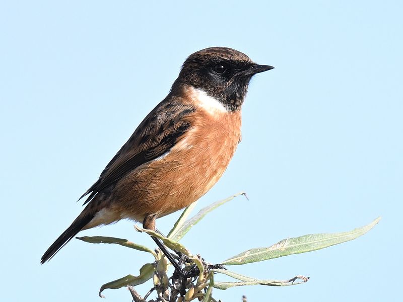 Stonechat