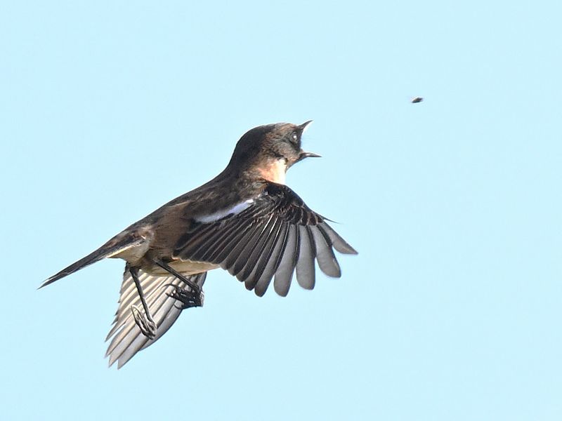 Stonechat