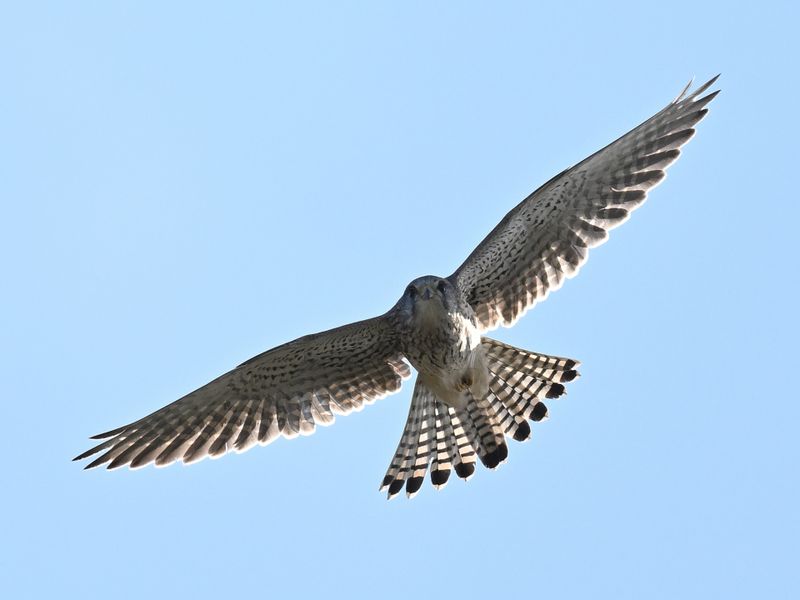 Kestrel
