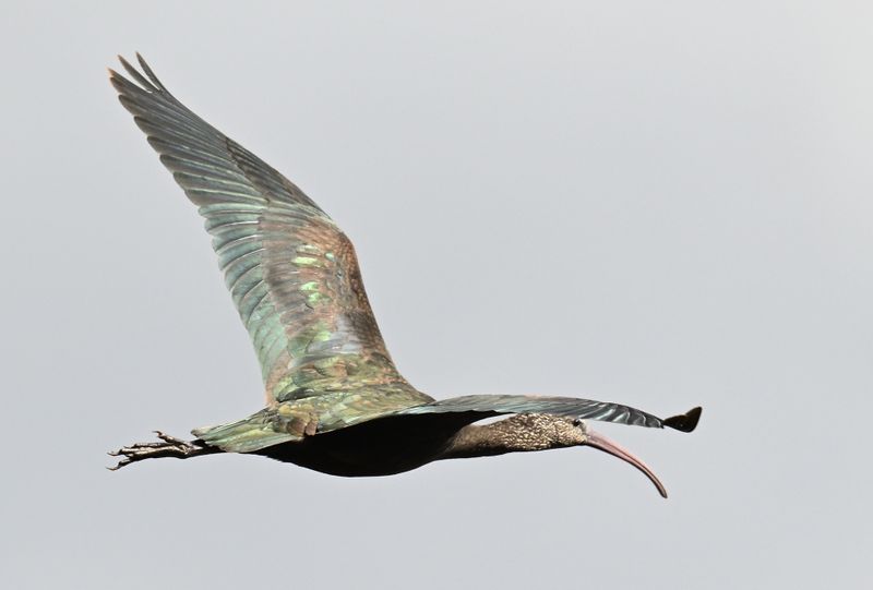 Glossy Ibis
