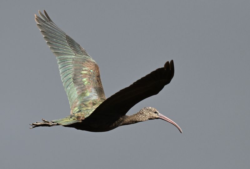 Glossy Ibis