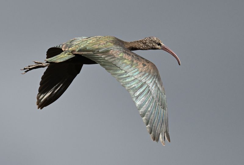 Glossy Ibis