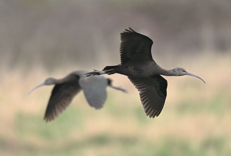 Glossy Ibis