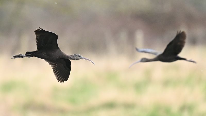 Glossy Ibis