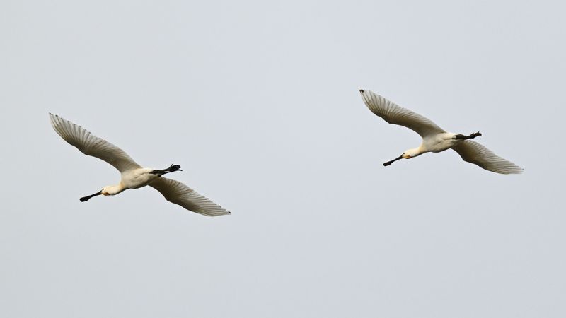 Spoonbill