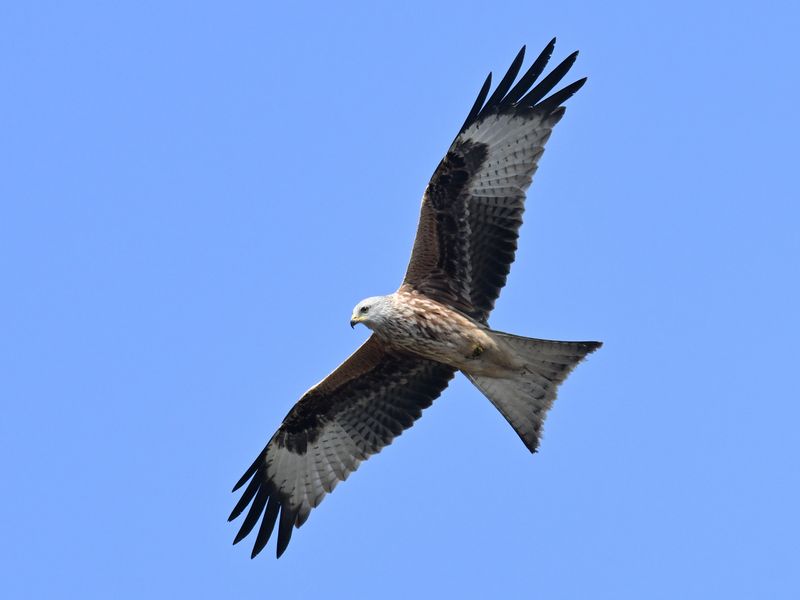 RedKite_DSC_2719_1920.JPG