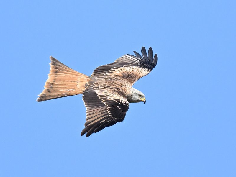 RedKite_DSC_2700_1920.JPG