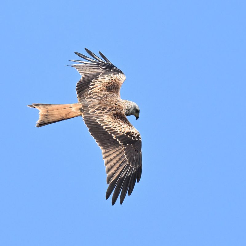 RedKite_DSC_2694_1920.JPG