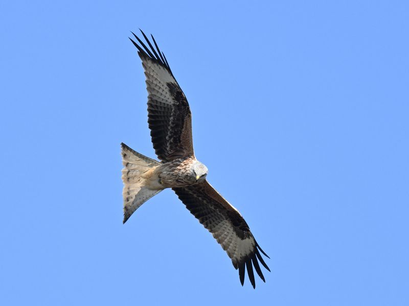 RedKite_DSC_2672_1920.JPG
