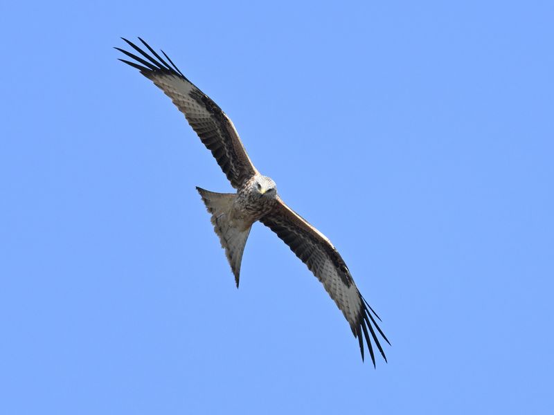 RedKite_DSC_2666_1920.JPG