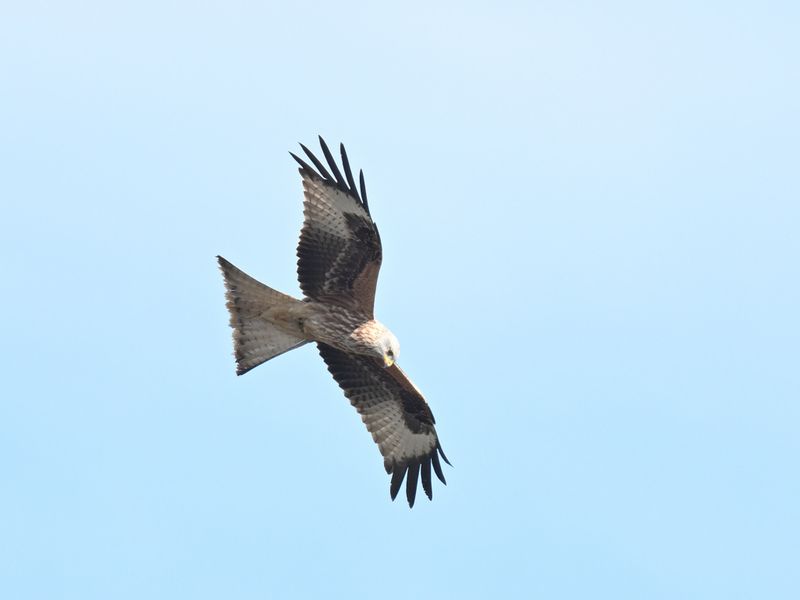 RedKite_DSC_2616_1920.JPG