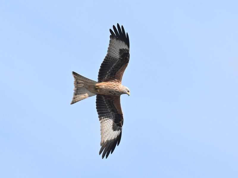 RedKite_DSC_2577_1920.JPG