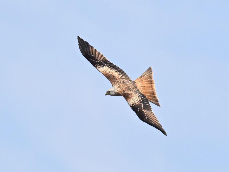 RedKite_DSC_2541_1920.JPG