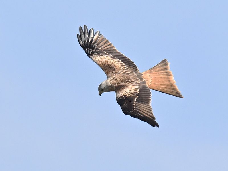 RedKite_DSC_2537_1920.JPG