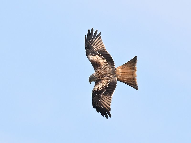 Red Kite