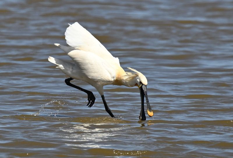 Spoonbill