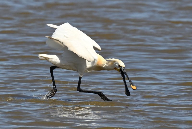 Spoonbill
