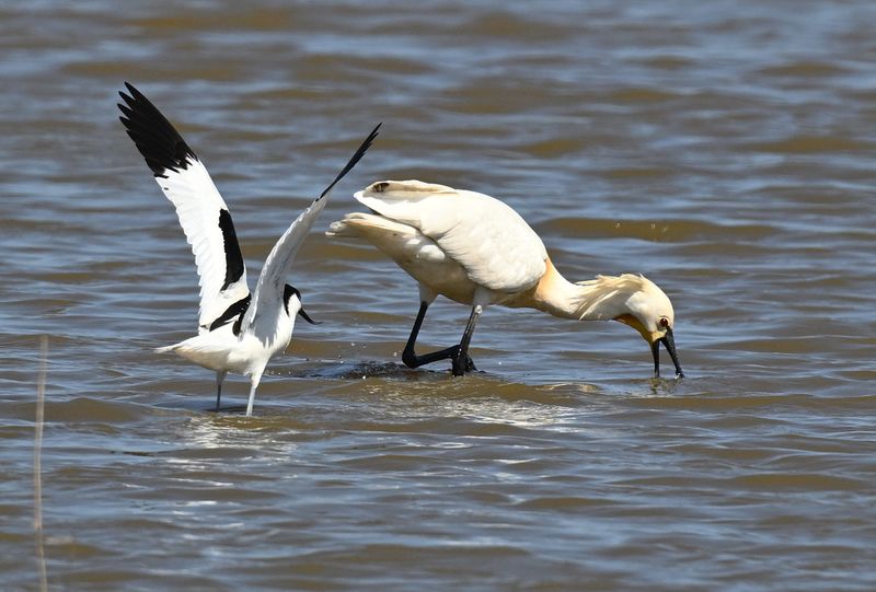 Spoonbill