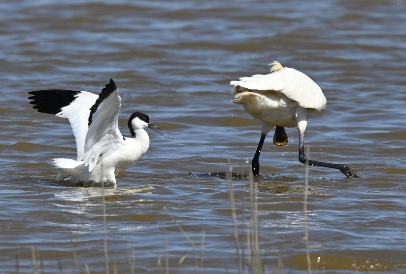 Spoonbill